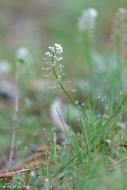 Photographie Plante